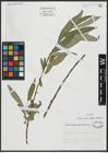 Foto von Salix alba subsp. vitellina (L.) Arcang.